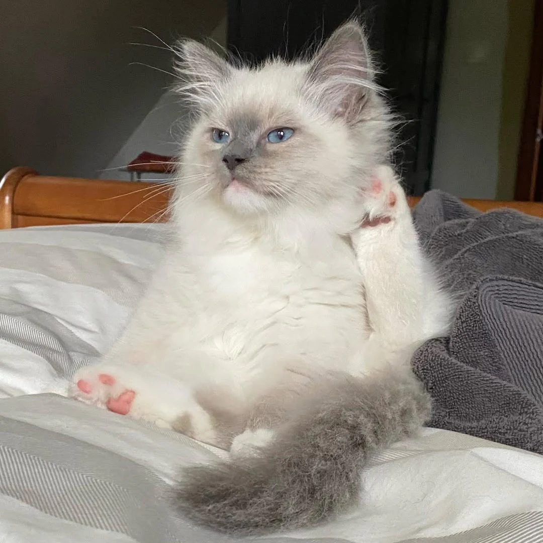 Blue-eyed long-haired cat relaxing on rumpled bedding with one front paw raised.