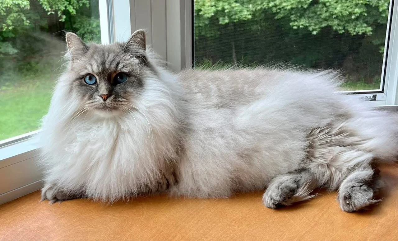 Blue-eyed long-haired cat stretched along a wooden window ledge with greenery outside.
