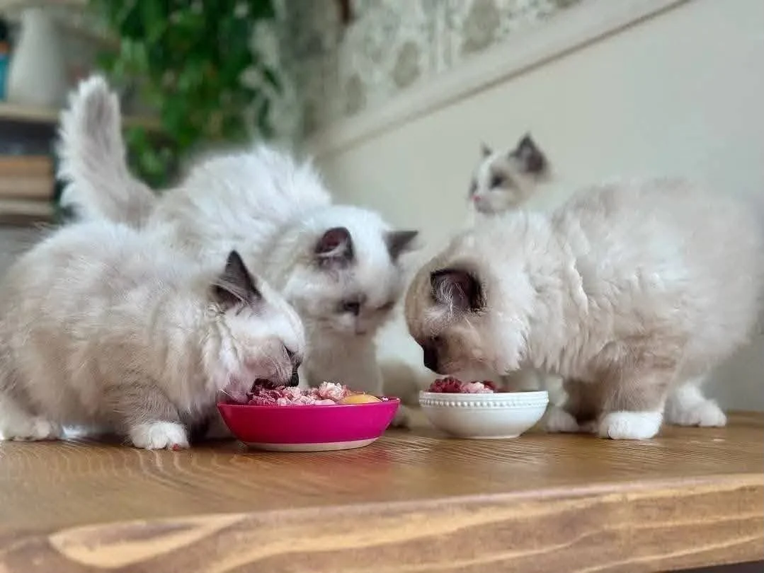 Pale long-haired cats and kittens gathered around pink and white food bowls on a wooden floor.