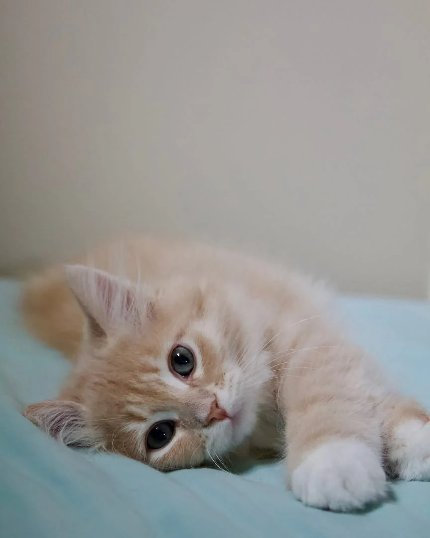 Cream-toned kitten lying on its side on a pale blue blanket with one paw reaching forward.