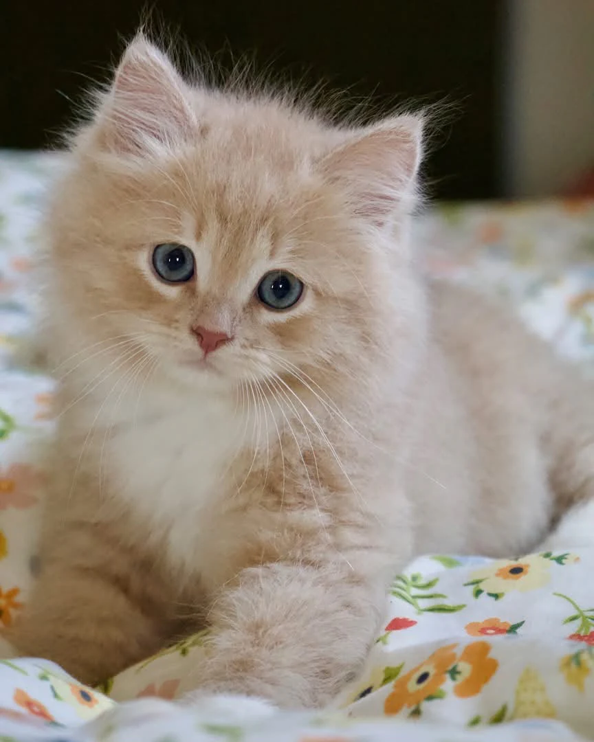 Cream-toned kitten lying on floral bedding with its front paws tucked near its face.