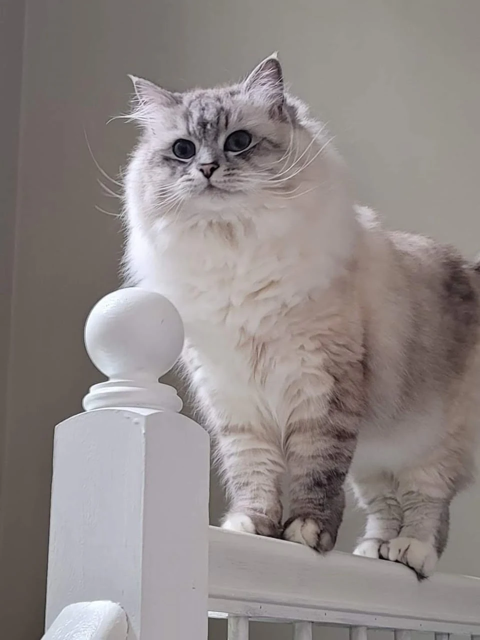 Pale long-haired cat sitting on a white stair railing beside a rounded newel post.