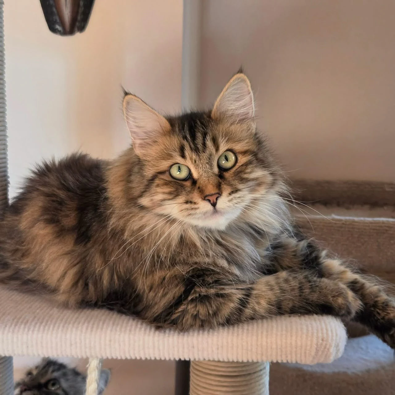 Long-haired tabby cat reclining on a round upholstered cat-tree perch.