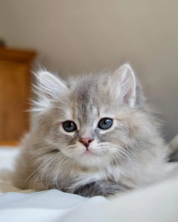 Pale fluffy kitten peeking over white bedding, with its ears upright and face toward the camera.