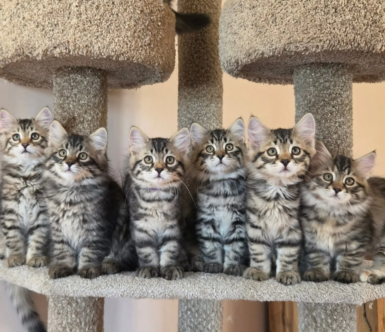 Six striped kittens sitting side by side on a carpeted cat-tree platform.