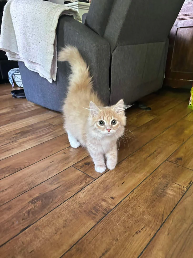 Small fluffy kitten standing on a wooden floor beside an armchair with its tail raised.