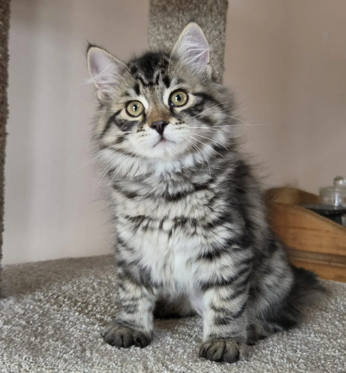 Sonya sitting upright on a cat-tree platform with striped front paws together.