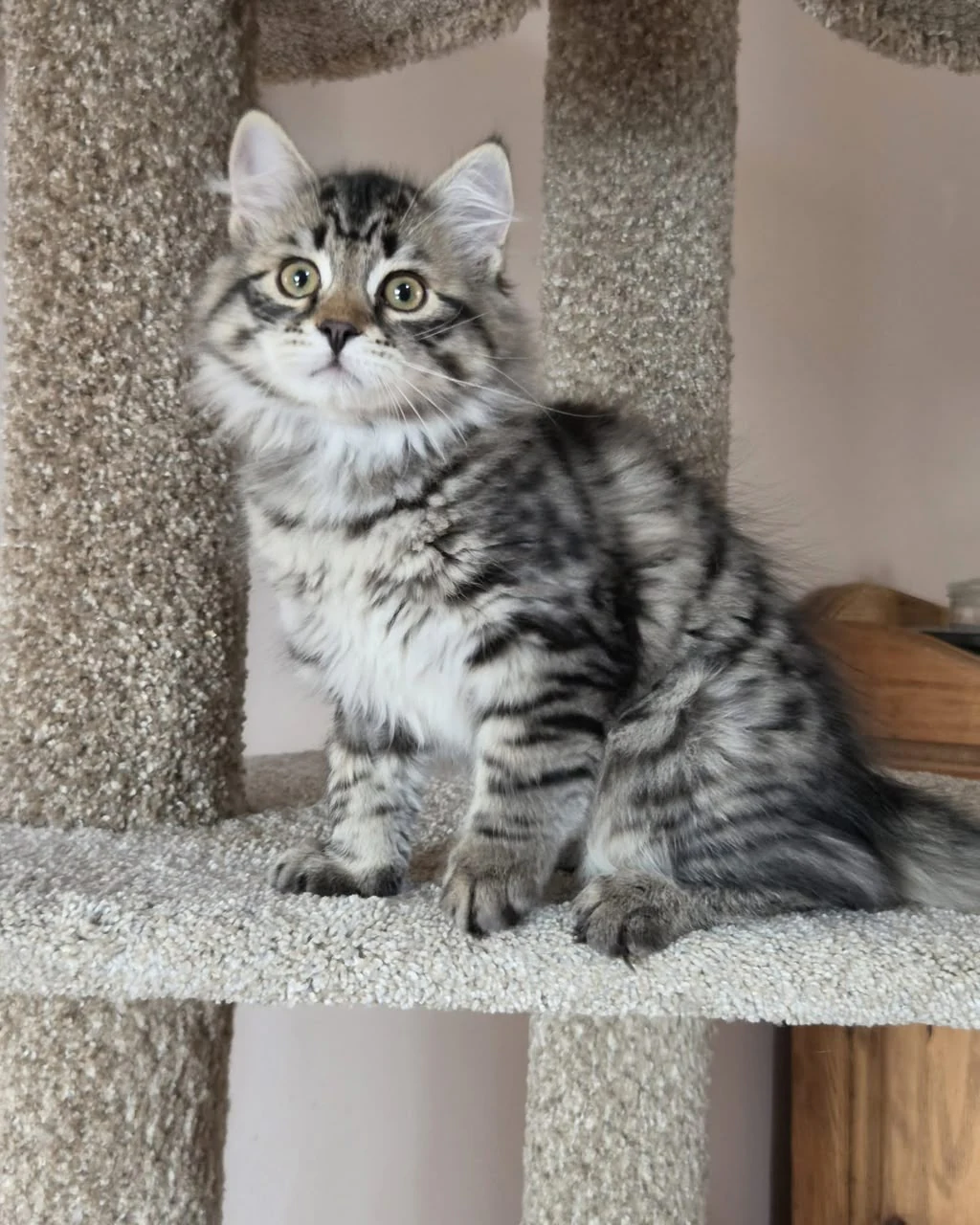 Sonya looking toward the camera with one striped front paw over the perch edge.