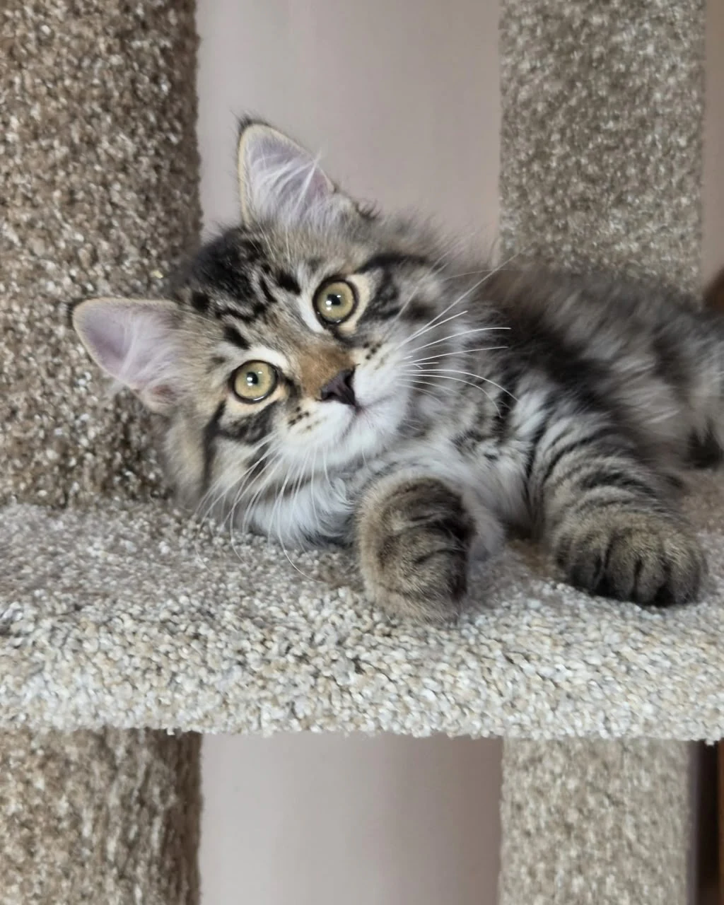 Sonya lying sideways on the cat-tree platform with her front paws extended.
