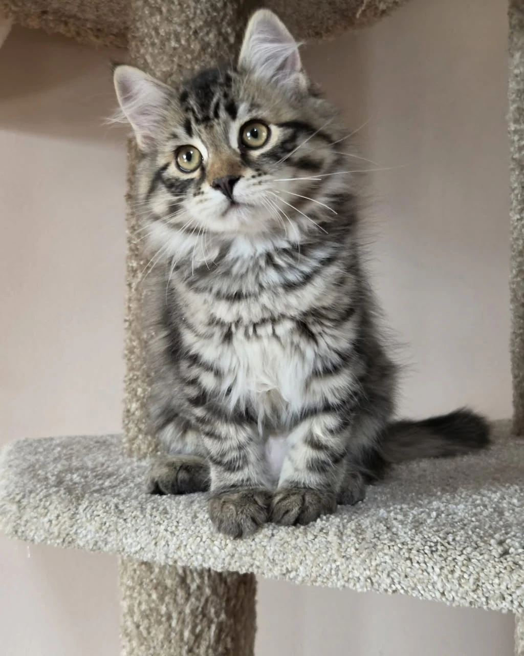 Sonya seated on the carpeted platform with her patterned tail visible to one side.