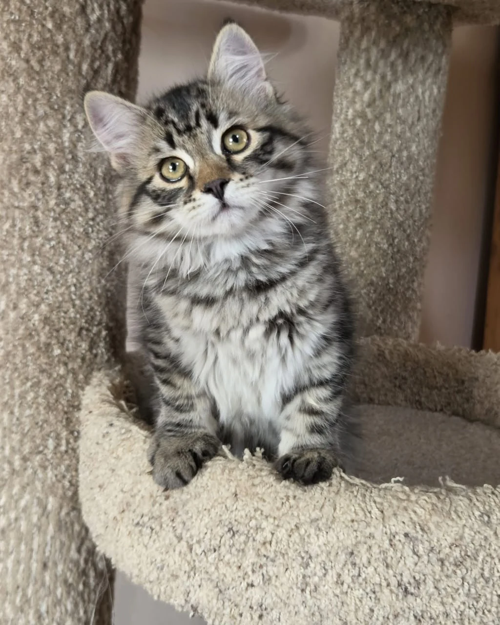 Sonya sitting beside a carpeted post with her white muzzle facing forward.