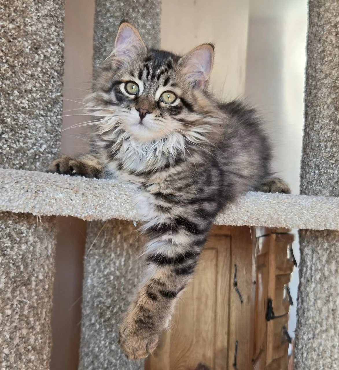 Striped kitten resting one front leg over the edge of a cat-tree perch.