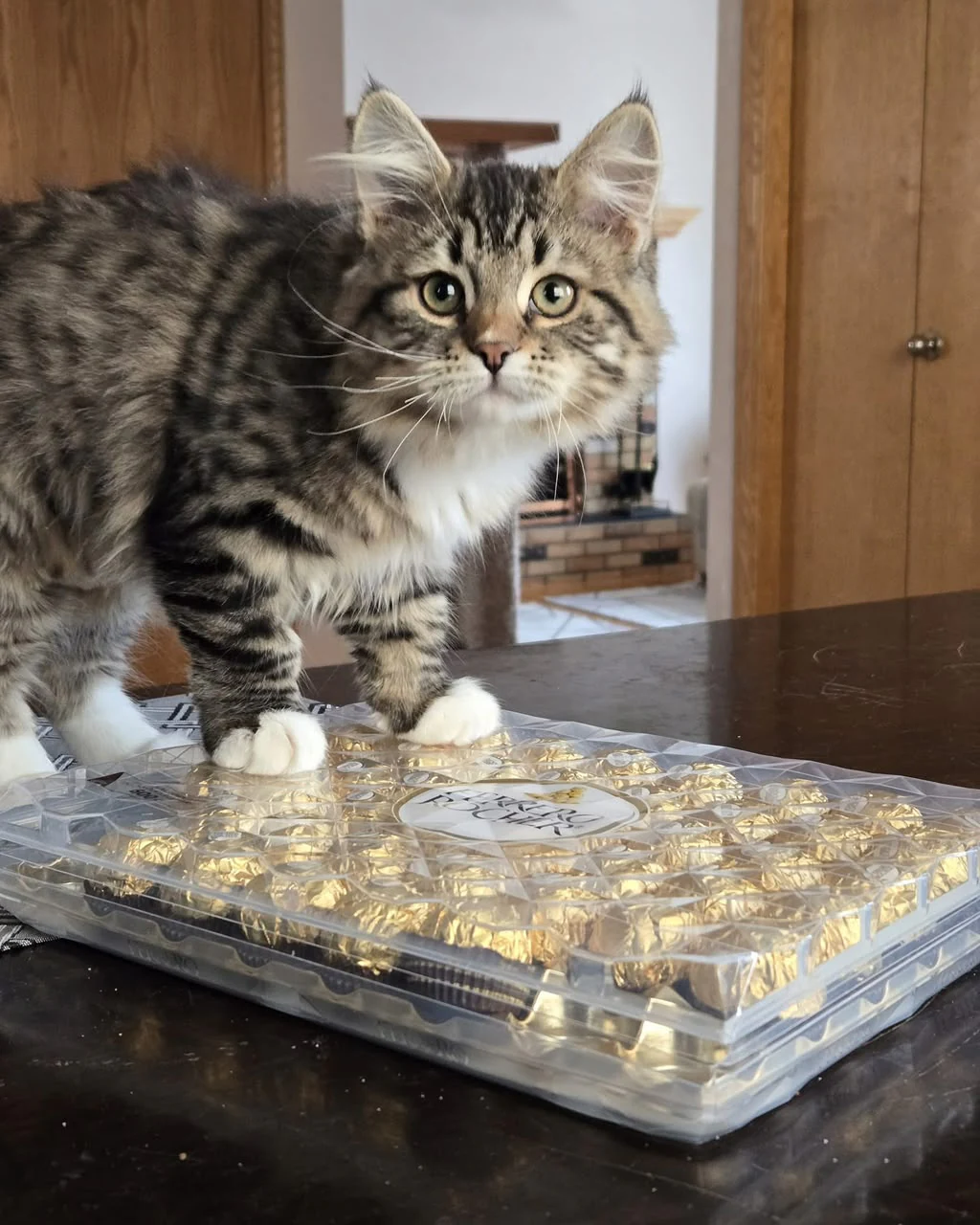 Tabby-and-white cat standing beside a transparent covered tray on a table.