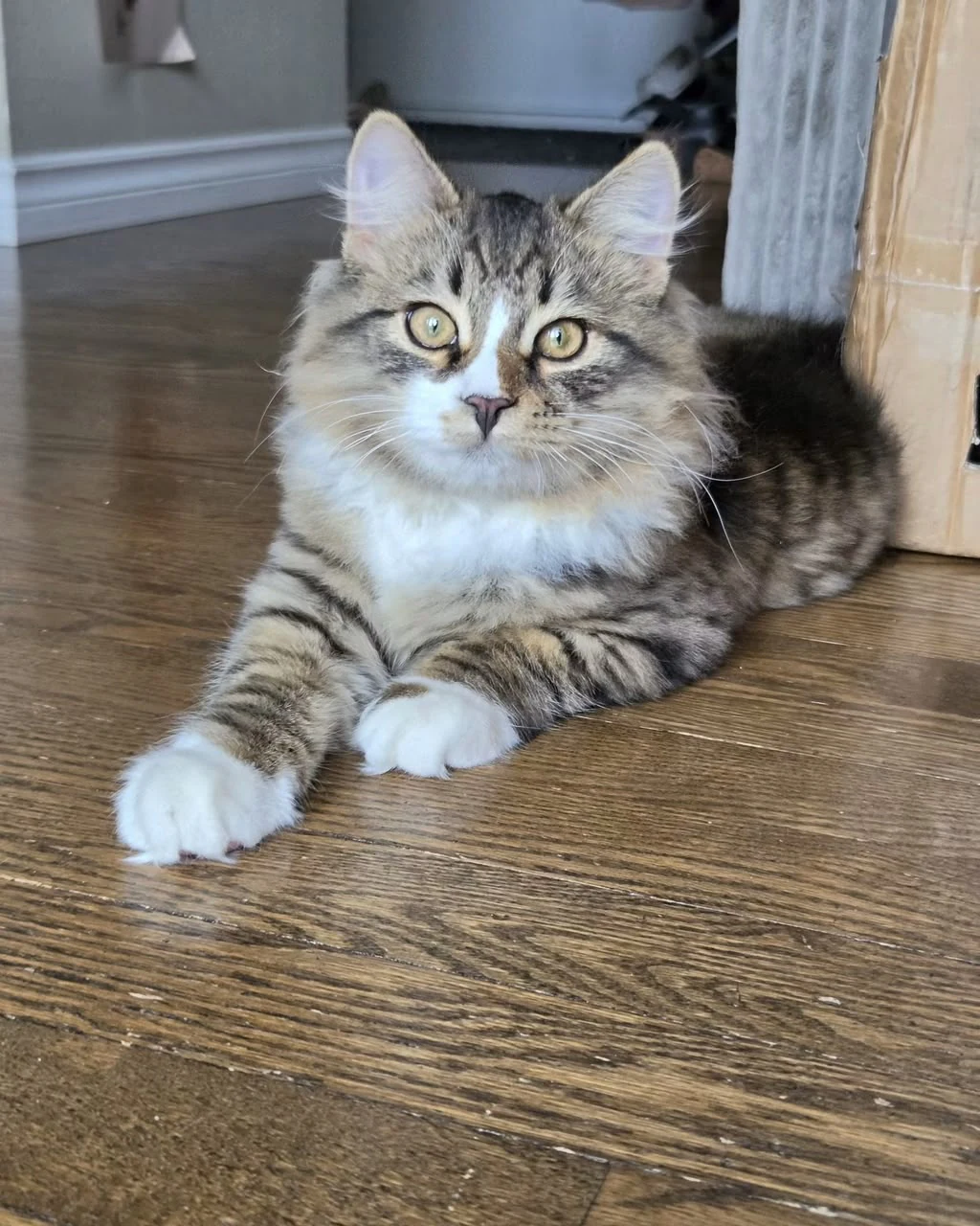 Long-haired tabby-and-white cat lying on a wooden floor with front paws extended.