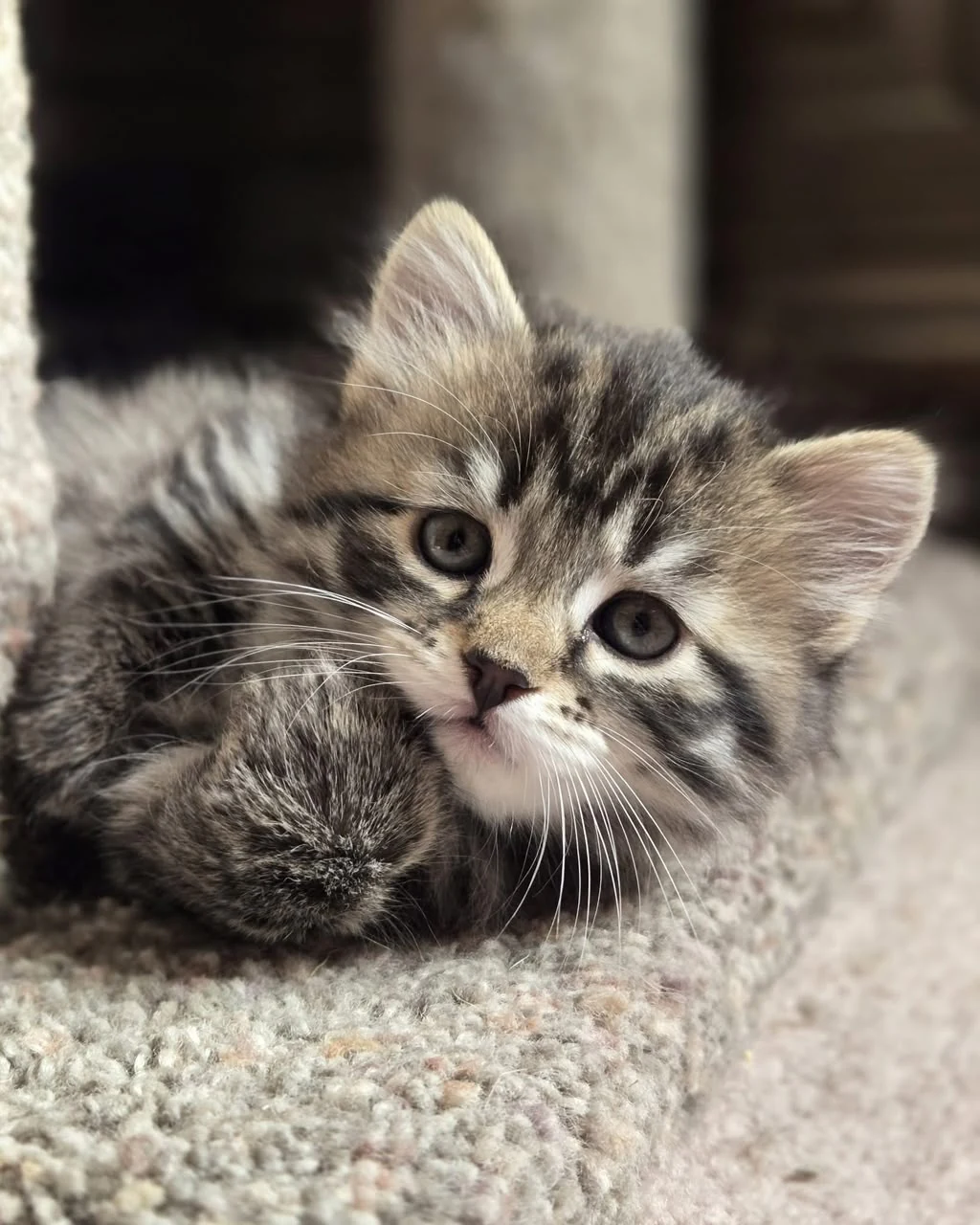 Tabby kitten resting its cheek on a carpeted platform and looking toward the camera.