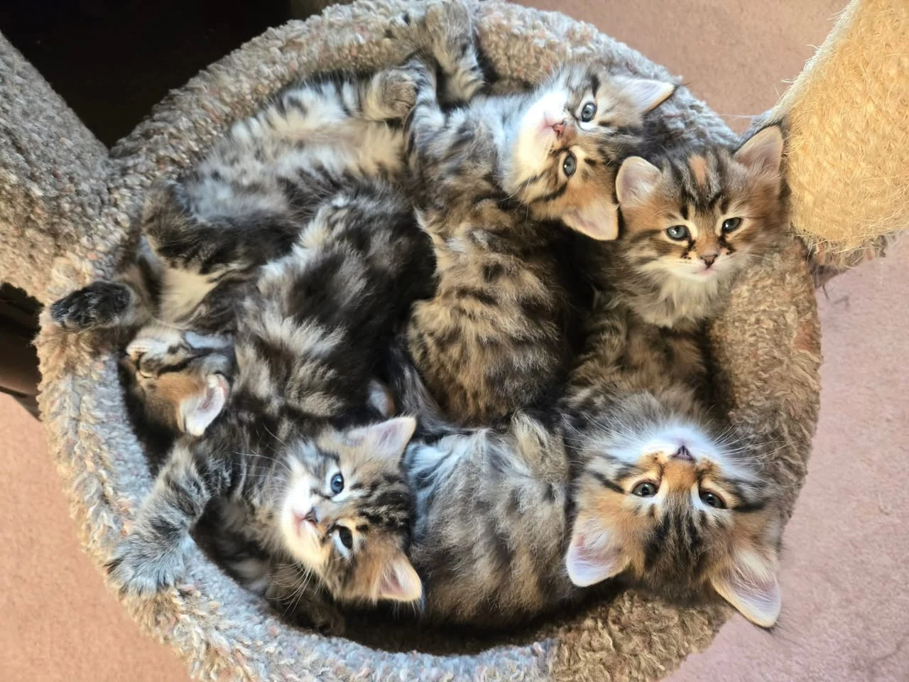 Several tabby kittens curled together in a round carpeted cat-tree bed.