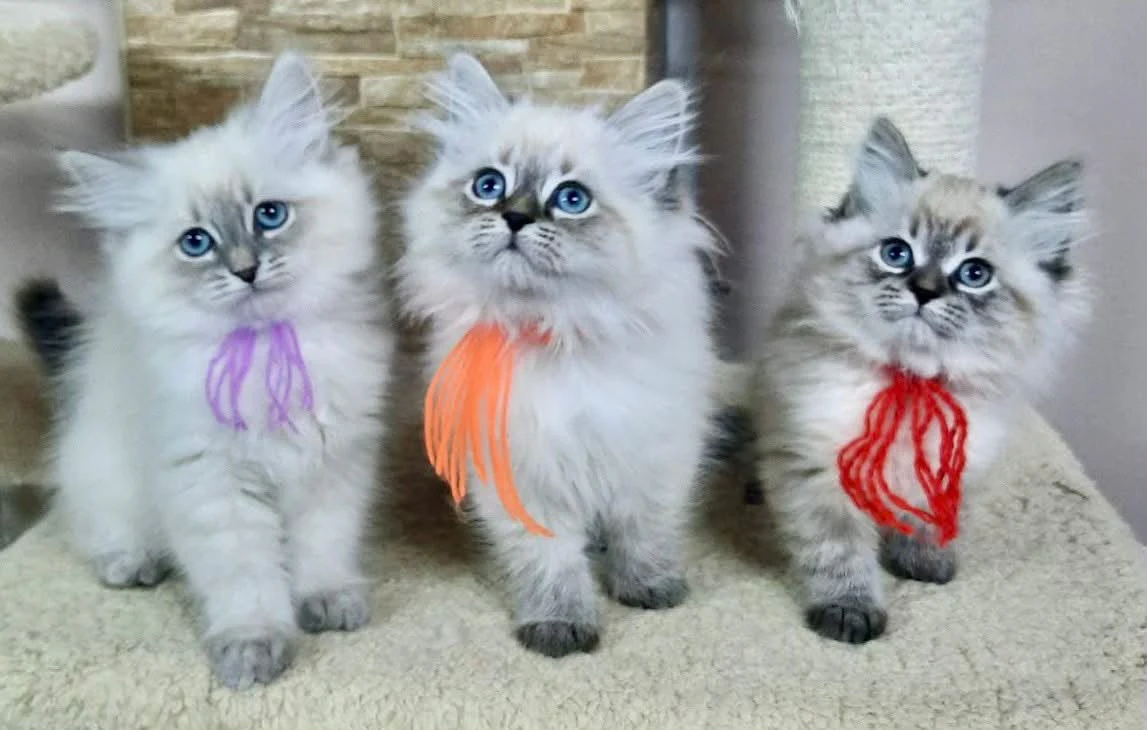 Three blue-eyed kittens sitting together with purple, orange, and red ribbons around their necks.