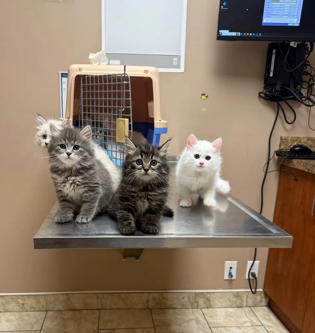 Three kittens on a metal veterinary examination table, with a carrier and medical equipment behind them.