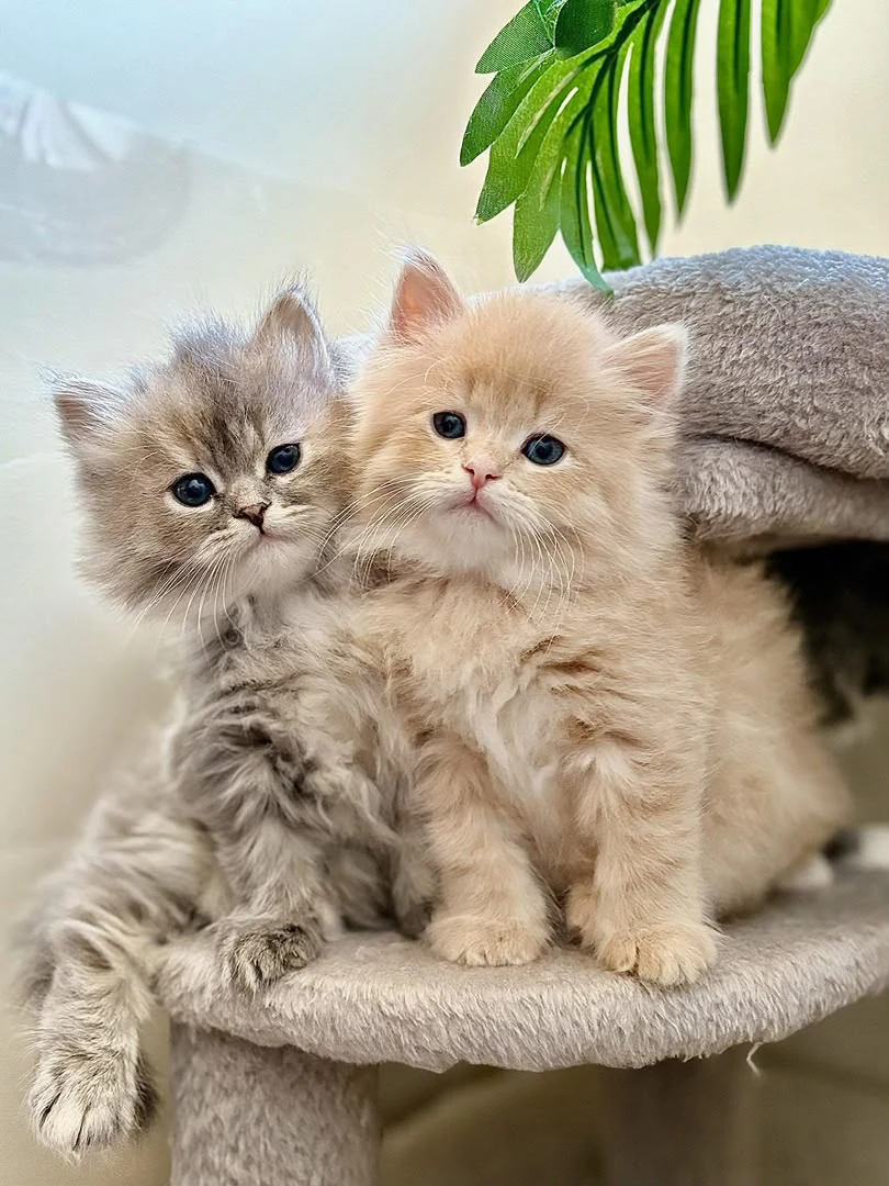 Two fluffy kittens sitting close together on a cat-tree step beneath a leafy plant.