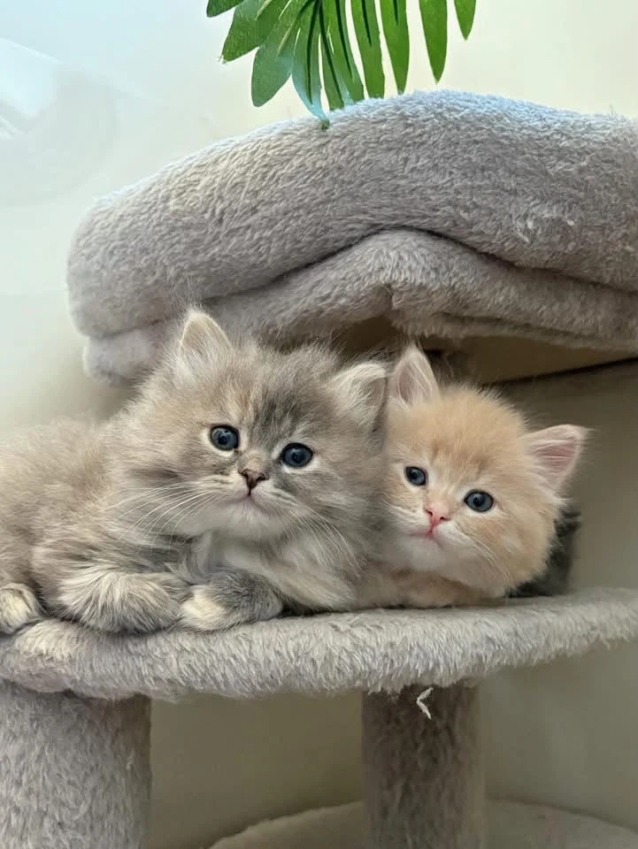 Two fluffy kittens peeking from a carpeted cat-tree cubby beneath a leafy plant.