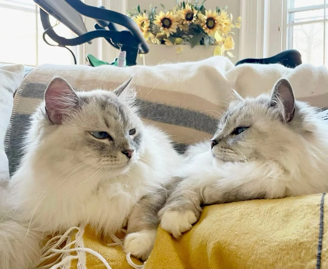 Two pale long-haired cats facing each other while resting beside a window.