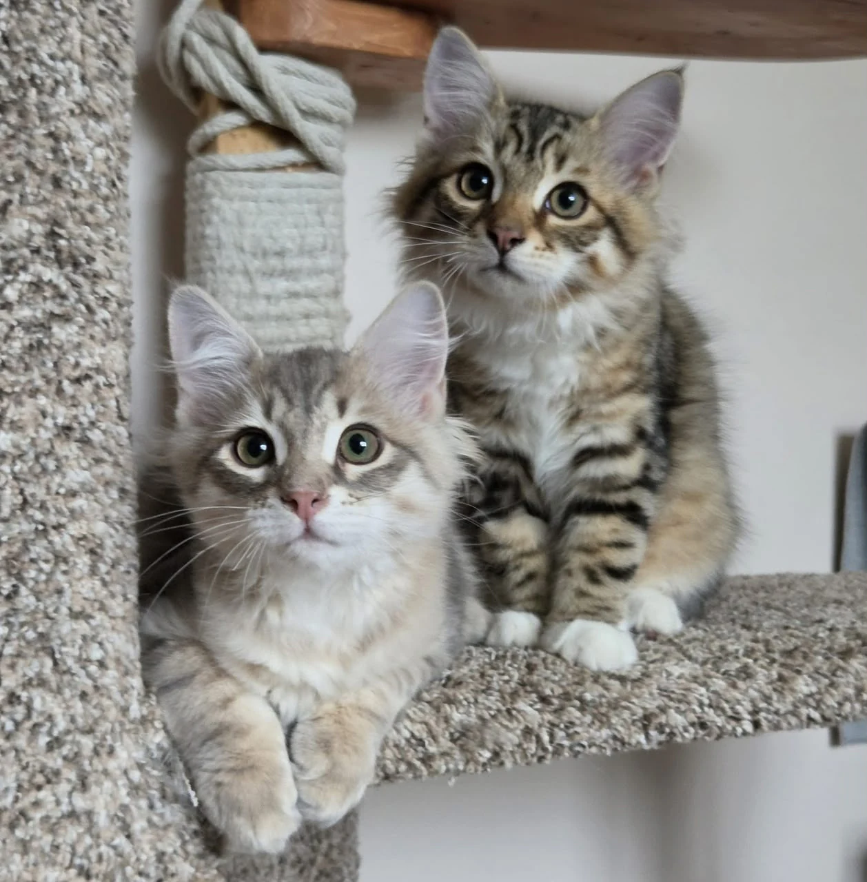 Two tabby kittens sitting together on a carpeted cat-tree platform.
