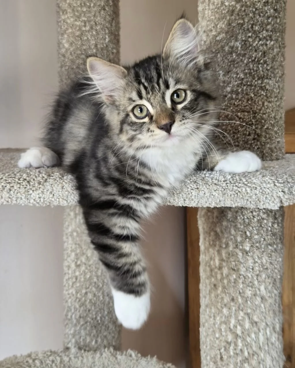 Uber looking upward with white front paws draped over the cat-tree ledge.