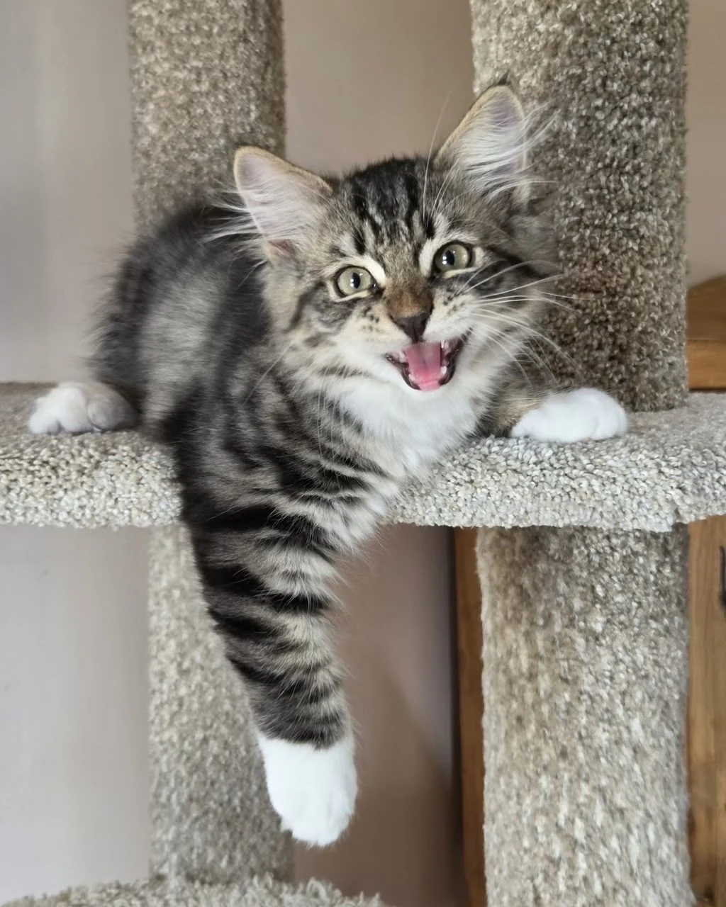 Uber with an open mouth while resting white front paws on the cat-tree edge.