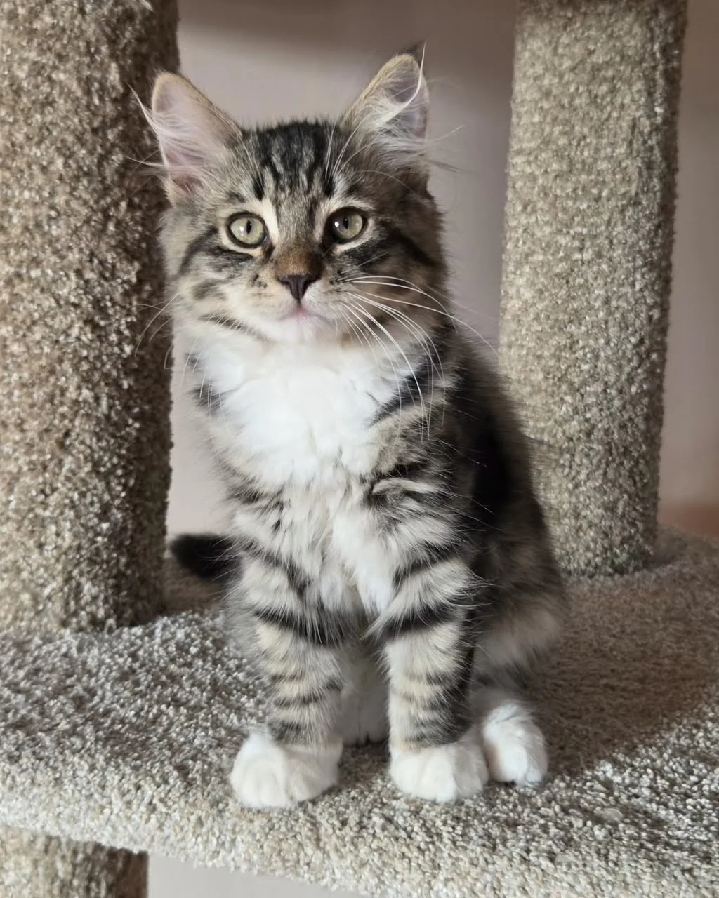 Uber standing on the cat-tree platform with white front feet side by side.
