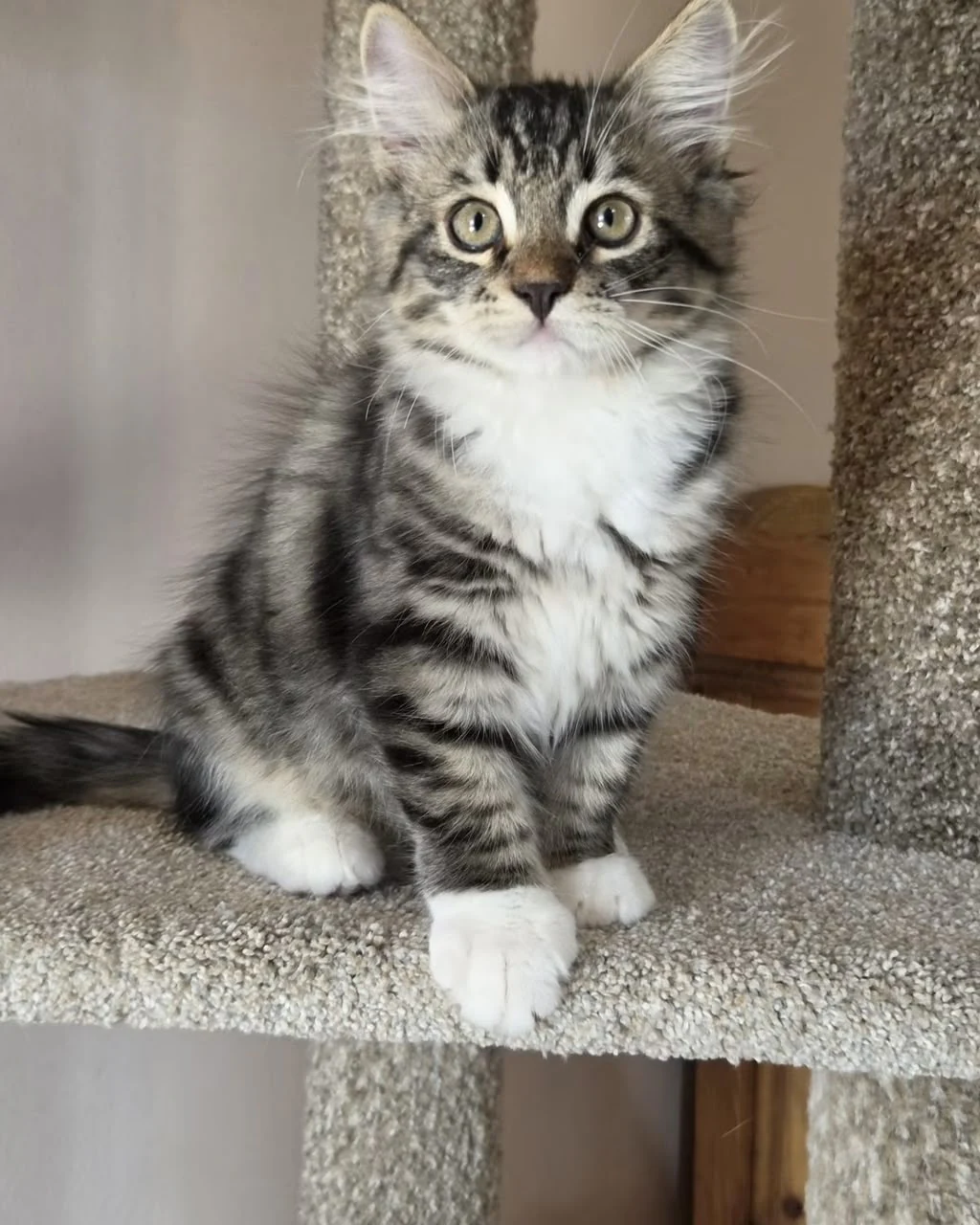Uber sitting upright with a white chest framed by dark tabby markings.