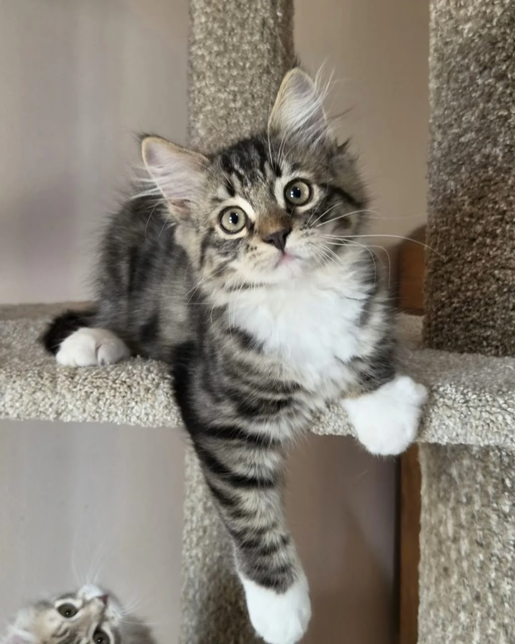 Uber on a cat tree with white front paws hanging over the platform edge.