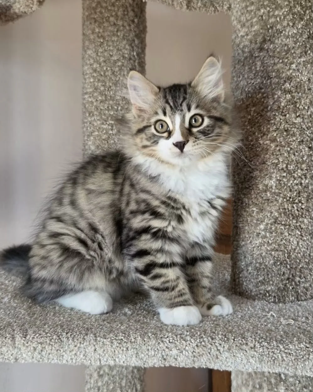 Umnic seated at an angle, showing the striped side of the body and white front paws.