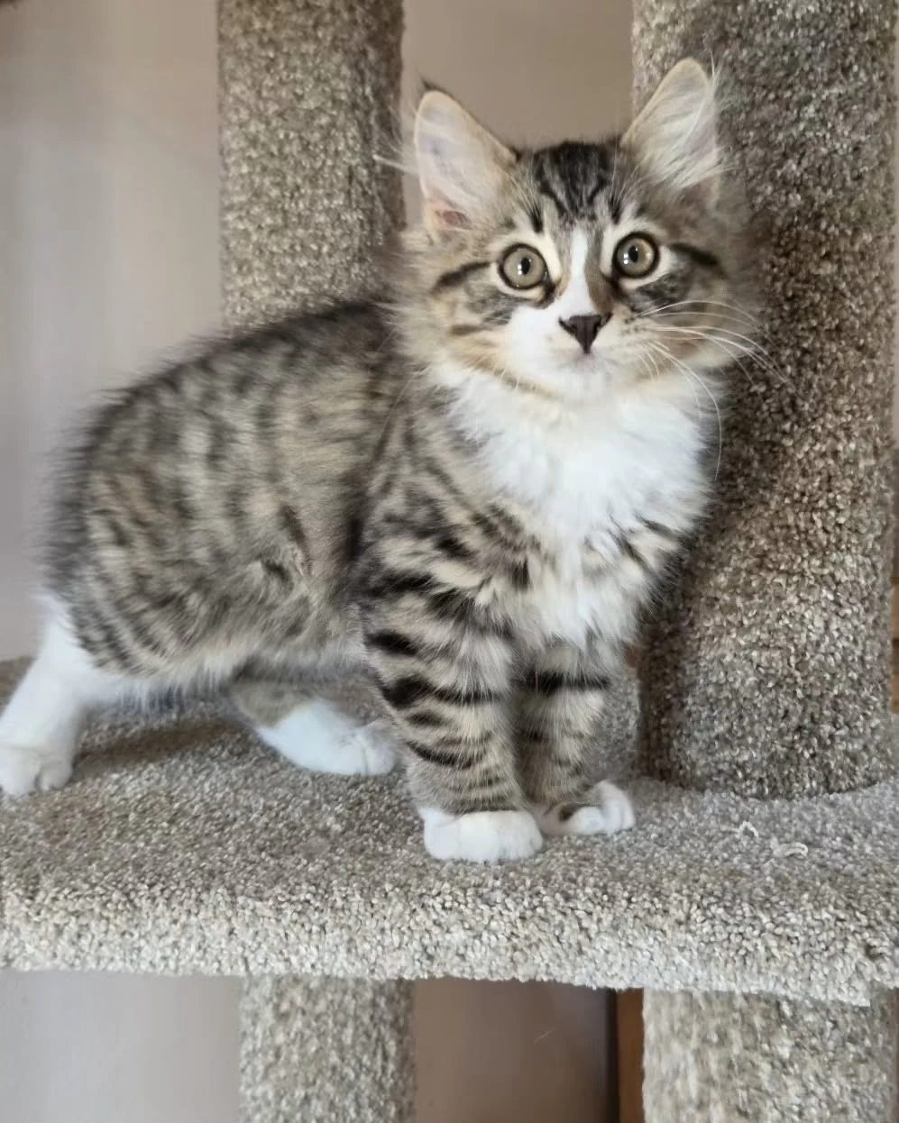 Umnic sitting on a carpeted platform with a white muzzle, chest, and paws.