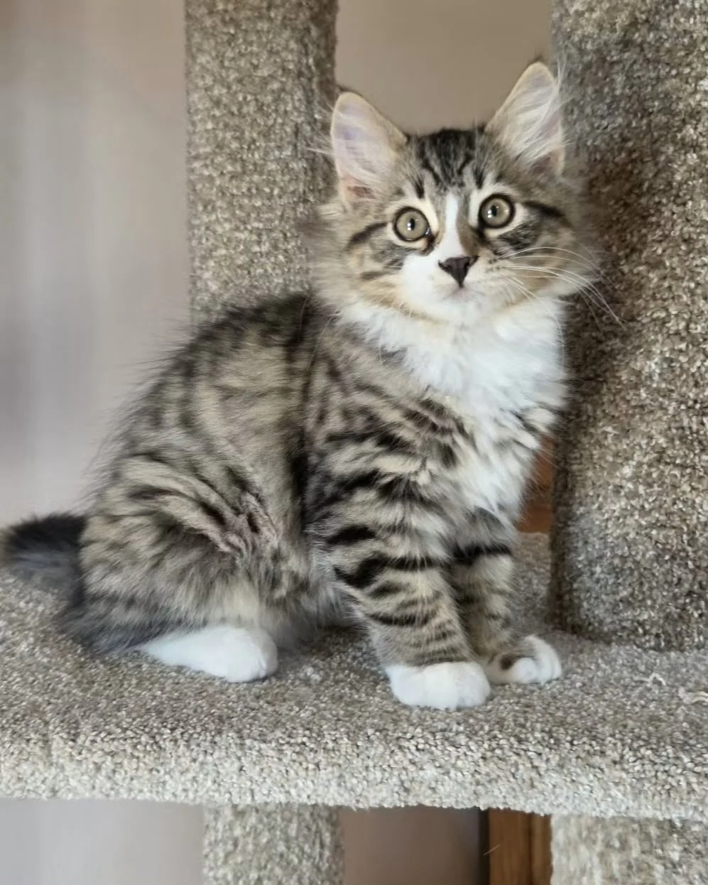 A three-quarter portrait of Umnic on the perch, with a white chest and striped legs.