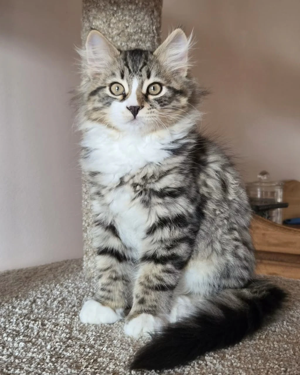 Umnic sitting upright with the striped tail curled beside the body.