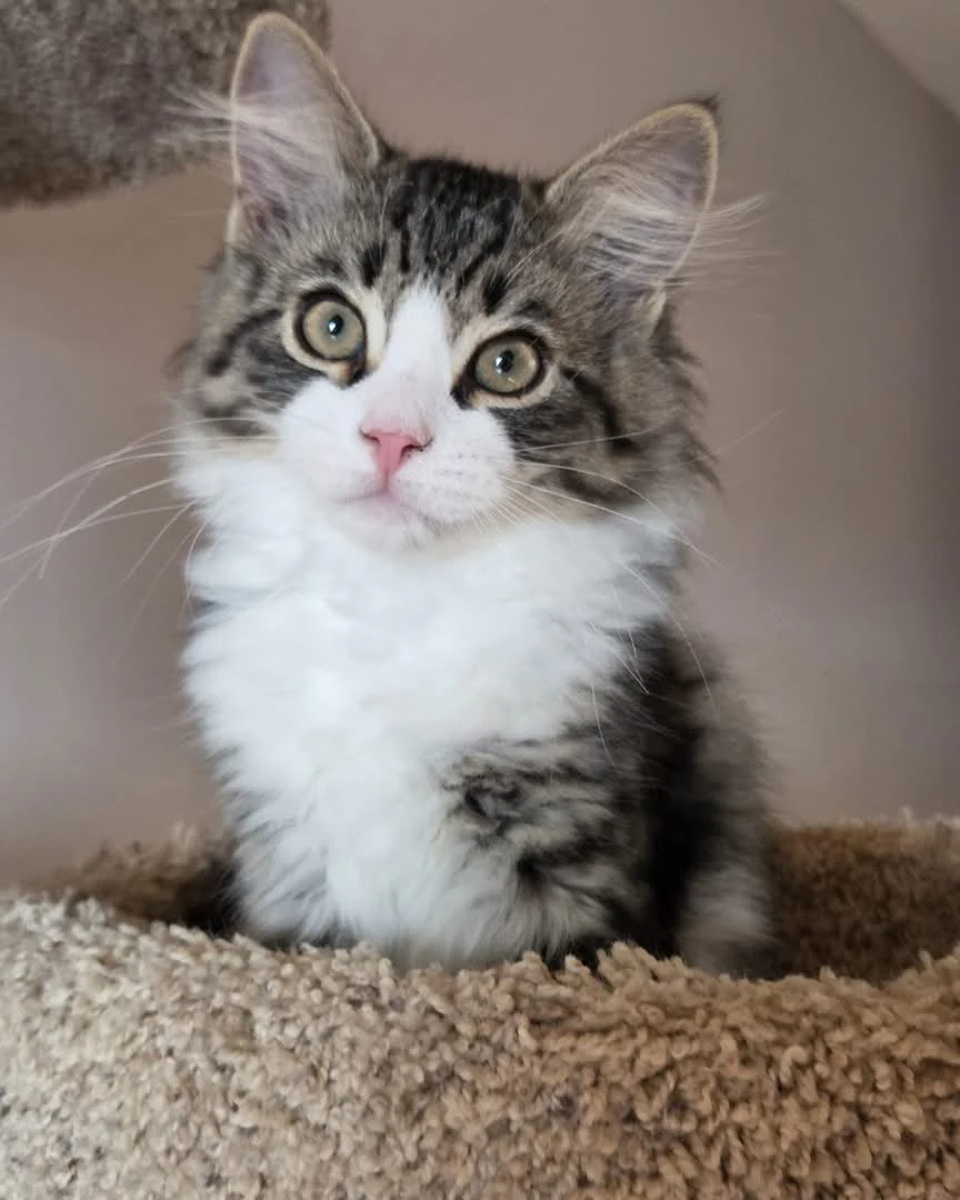 A closer portrait of Uzi showing the pink nose, white muzzle, and white chest.