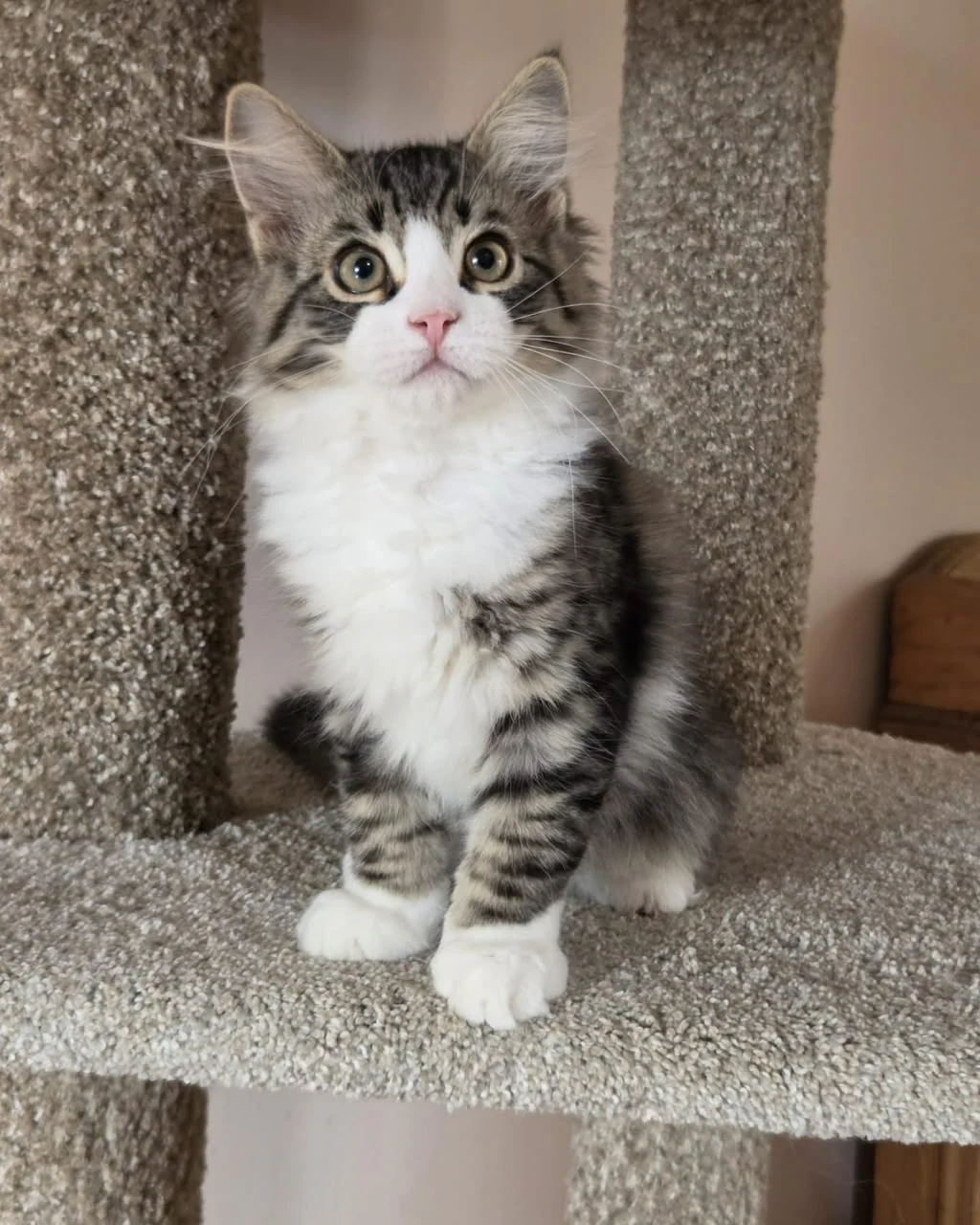 Uzi sitting front-facing with white front paws neatly together on the cat tree.
