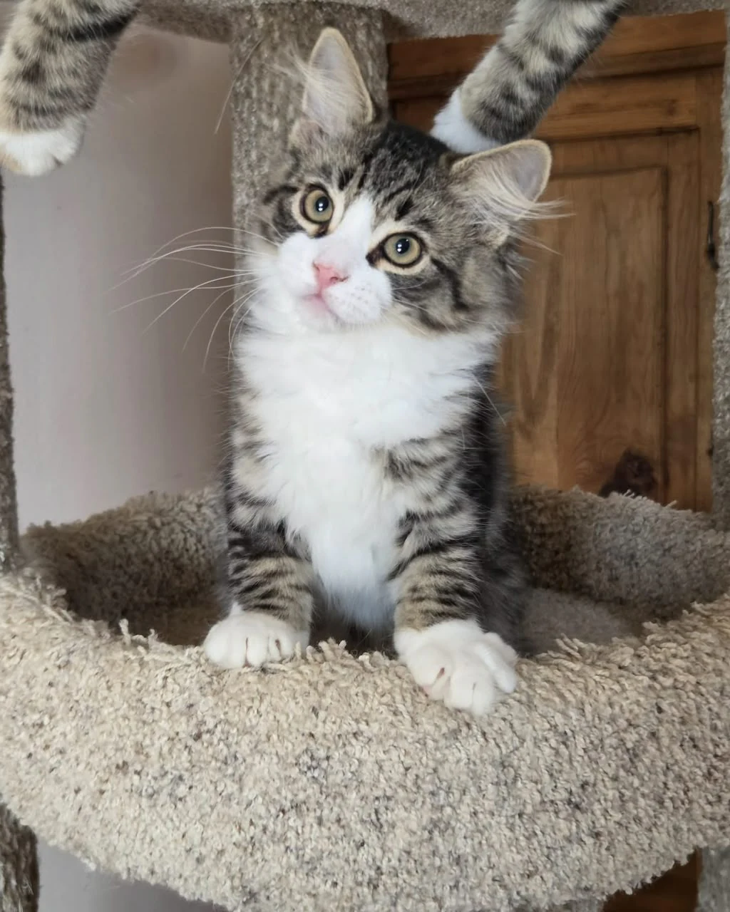Uzi looking up from a round perch, with a white front leg visible near the edge.
