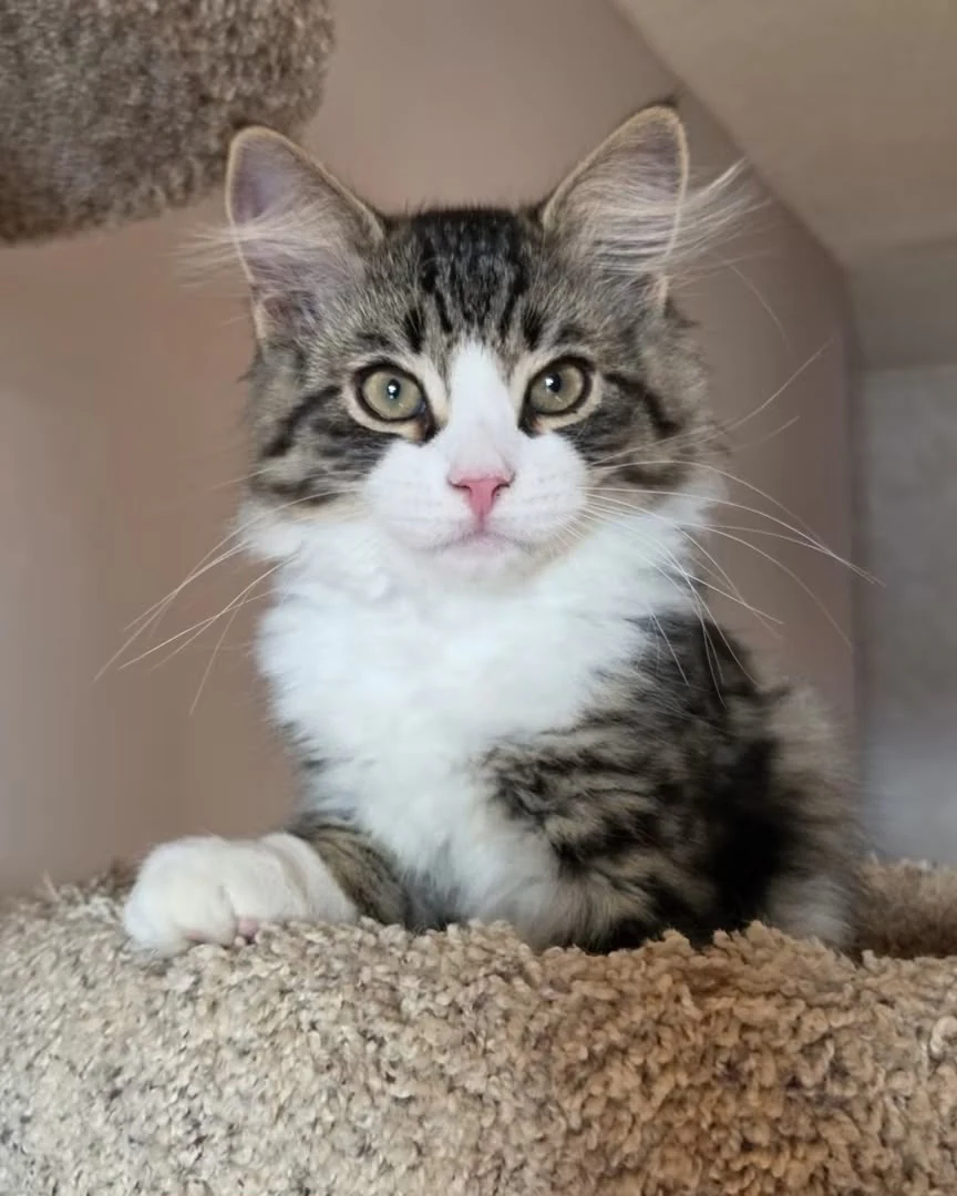 Uzi resting on a carpeted perch with a pink nose and fluffy white chest.