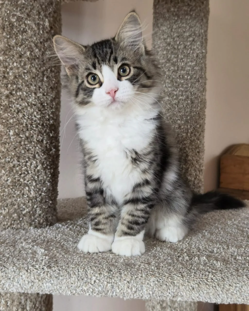 Uzi sitting beside a carpeted post with a white chest and pink nose facing forward.