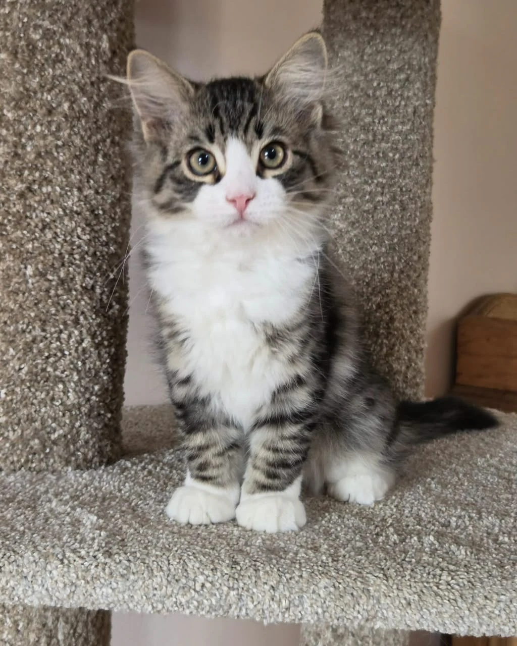 A full-body upright portrait of Uzi with striped sides and a broad white chest.