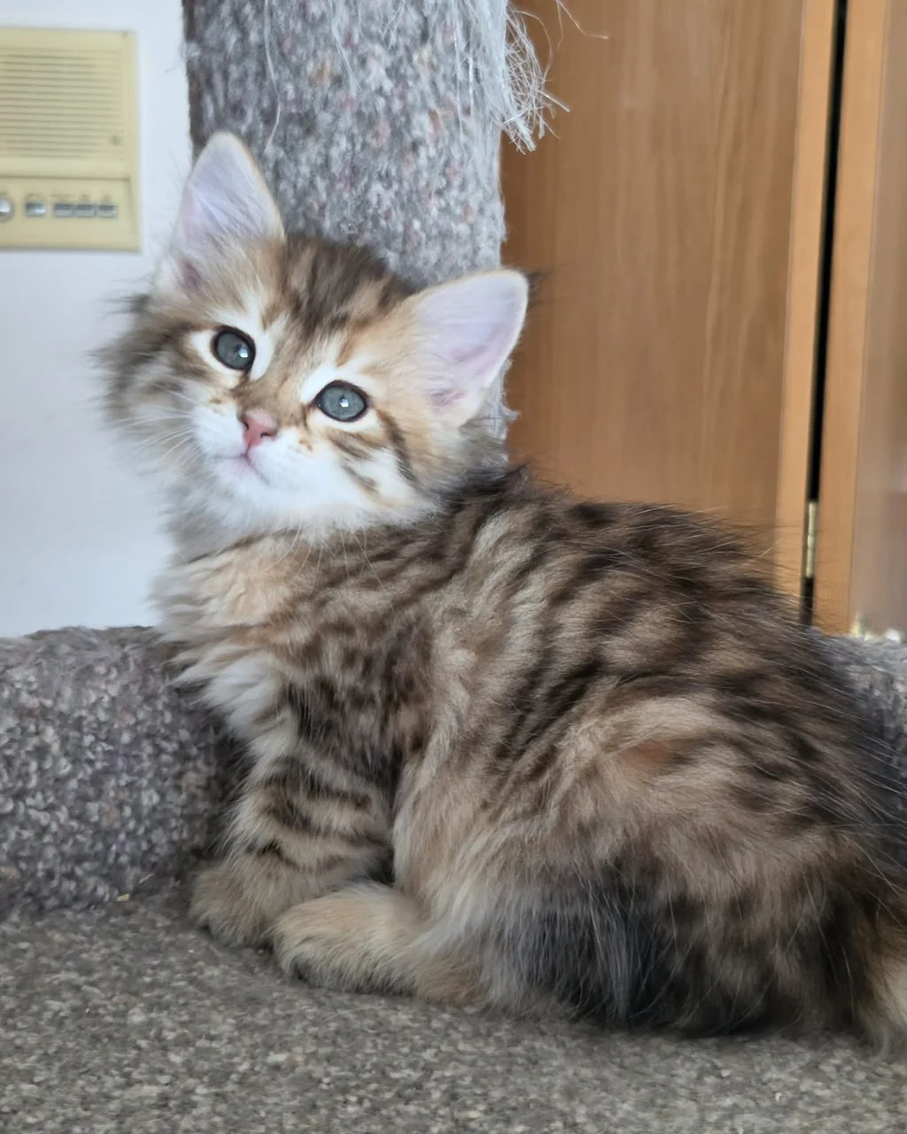 Vanilla reclining across a carpeted cat-tree platform with the head turned toward the camera.