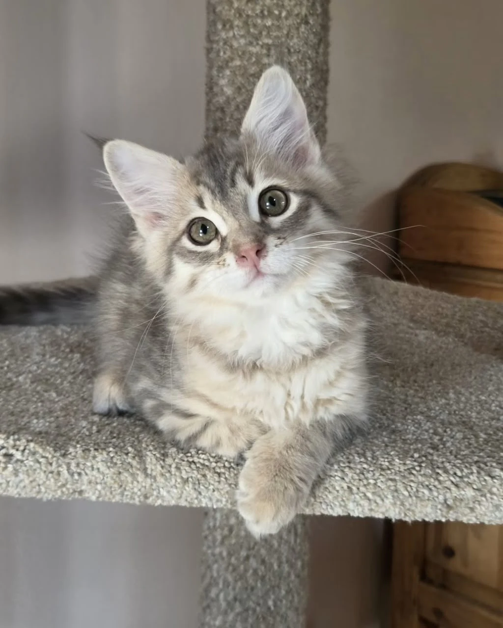 Vanya resting a front paw over the ledge of the cat-tree platform.