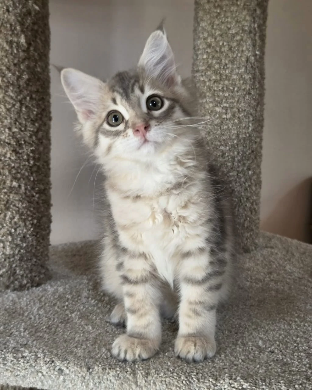 Vanya seated on the cat-tree platform with the face turned slightly to one side.