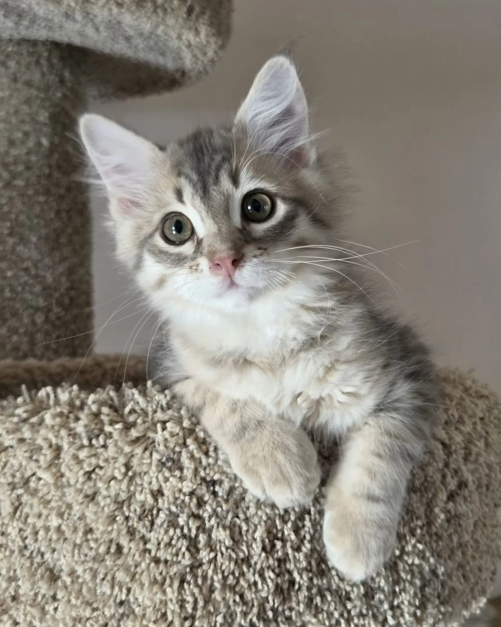 A close view of Vanya reclining on the perch with a pale muzzle facing the camera.