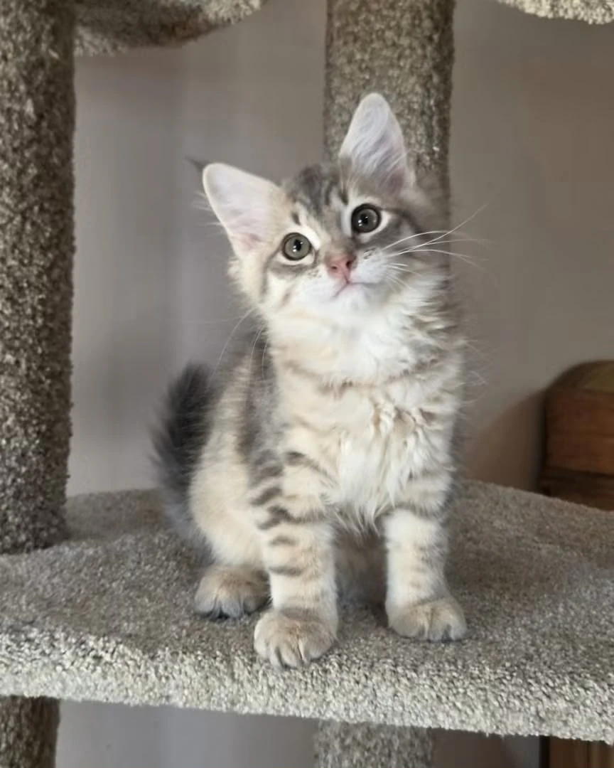 Vanya sitting upright beside a cat-tree post with front paws placed together.
