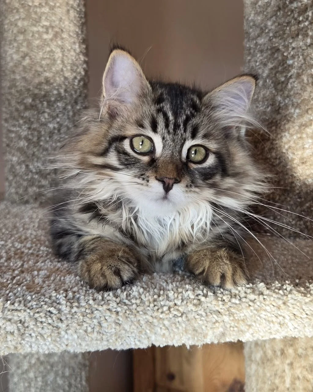 Veda lying on a lower carpeted perch beside a cat-tree post.
