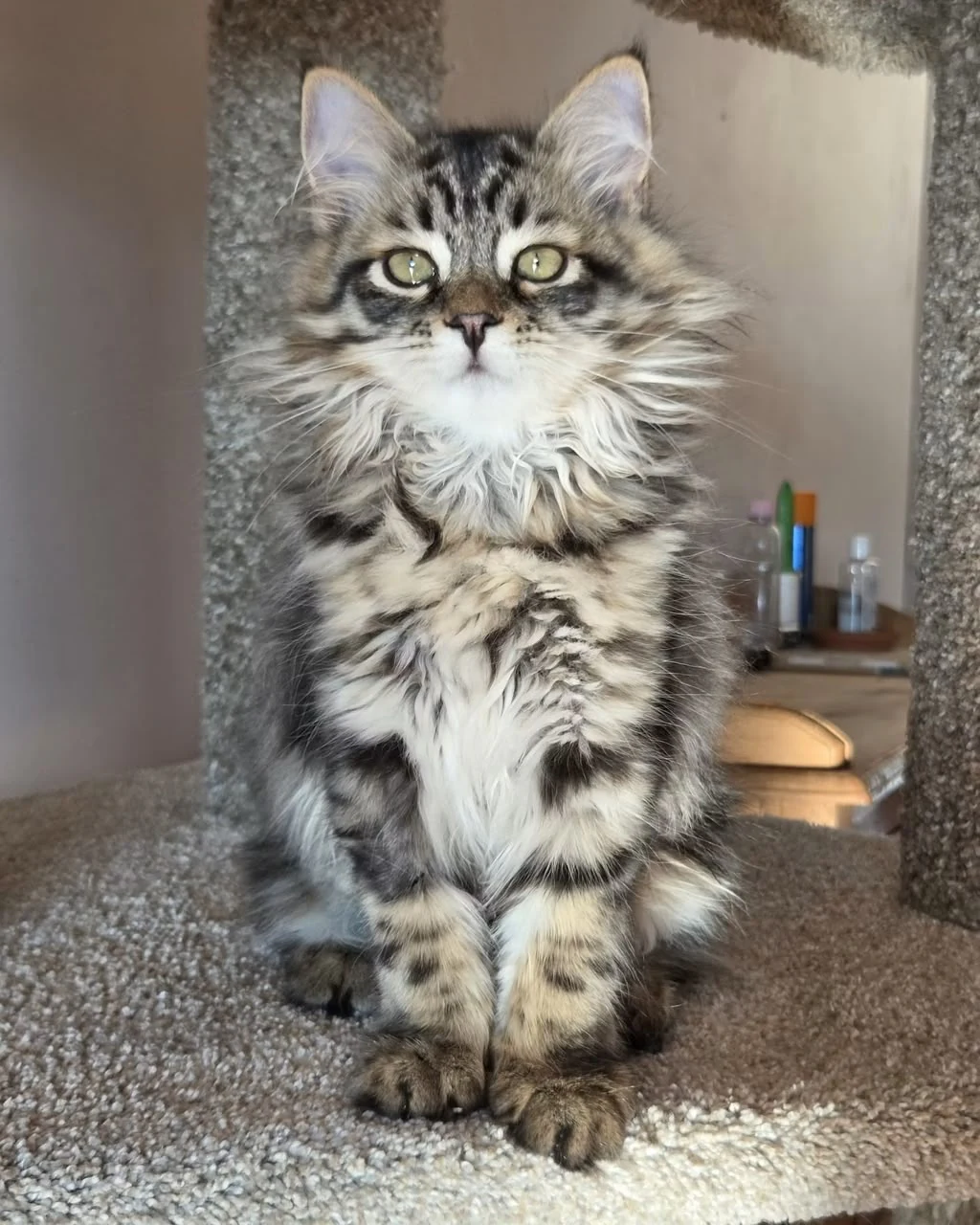 Veda standing upright on a carpeted platform with striped front legs visible.