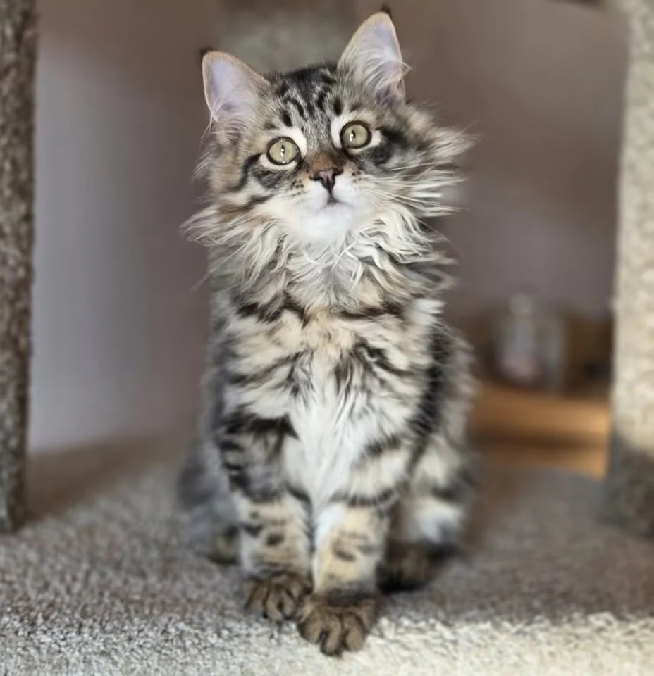 Veda sitting front-facing on a cat-tree platform with striped legs and a fluffy neck ruff.