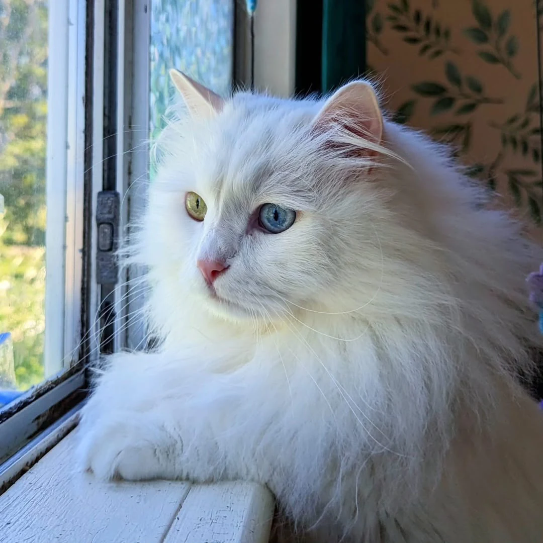 White long-haired cat resting beside an open window, with its head turned to the side.